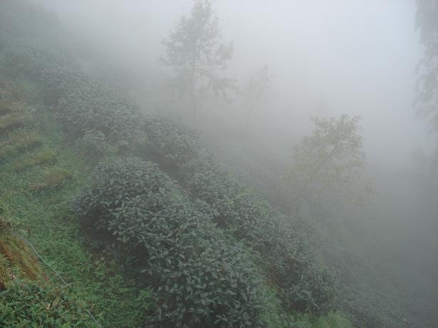 Чайная плантация, где растет высокогорный улун